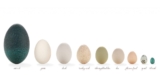 Attempt These Unique Options to Hen Eggs